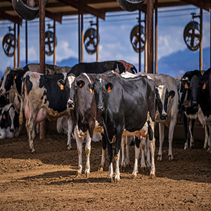 The need for essential amino acids in dairy cows