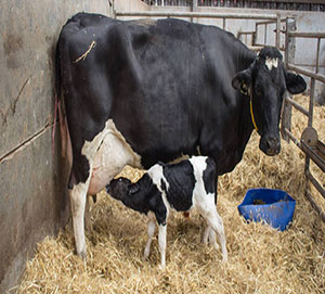 Calcium Propionate for Transition Dairy Cows