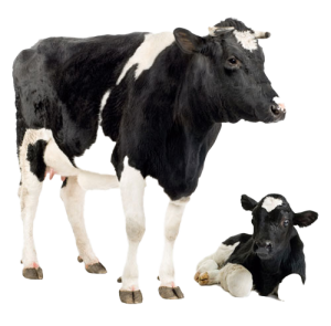 The Role of METHPROPARS in Dairy Nutrition