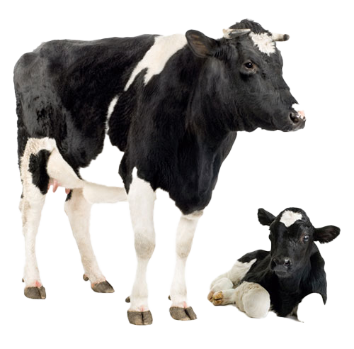 The Role of METHPROPARS in Dairy Nutrition