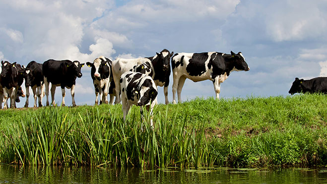 Benefits of Rumen Protected Lysine