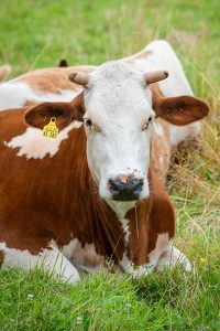 How Rumen Protected Methionine Improves Milk Protein
