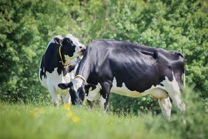 How Rumen Protected Lysine Improves Milk Protein