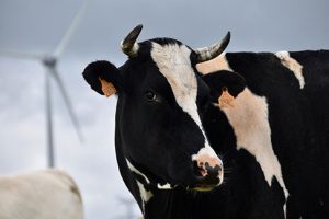 What is Rumen Protected Lysine