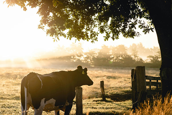 Why Rumen Protected Lysine is Essential 